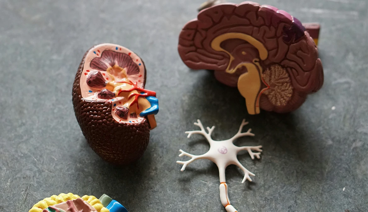 Maximise Your Brain With Neuroscience