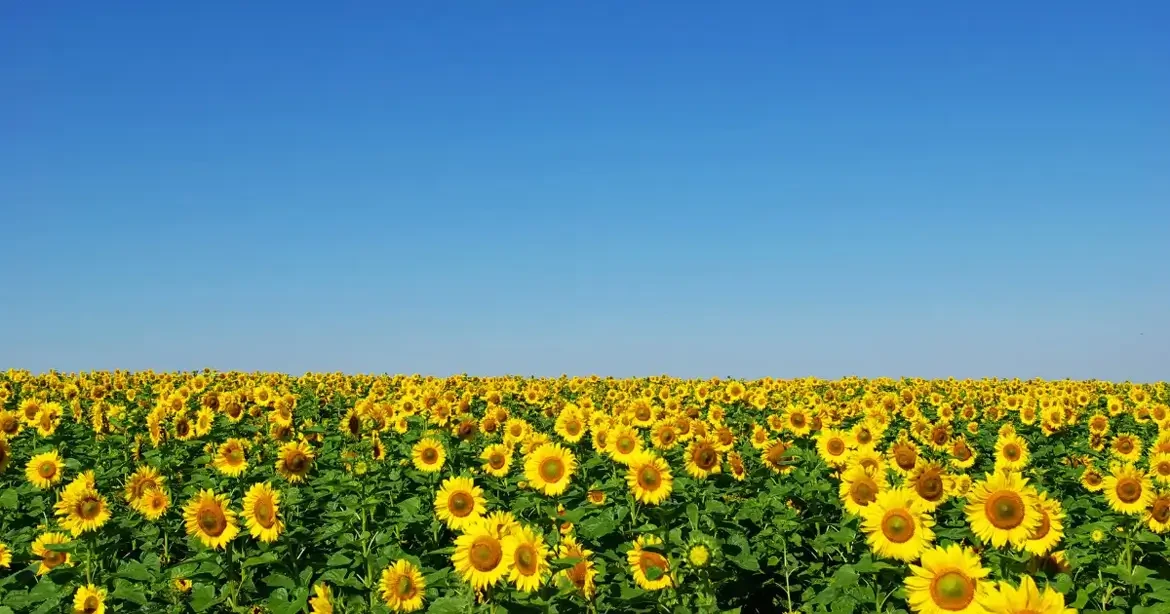Optimism As A Lifestyle: Insights From Bill Burke